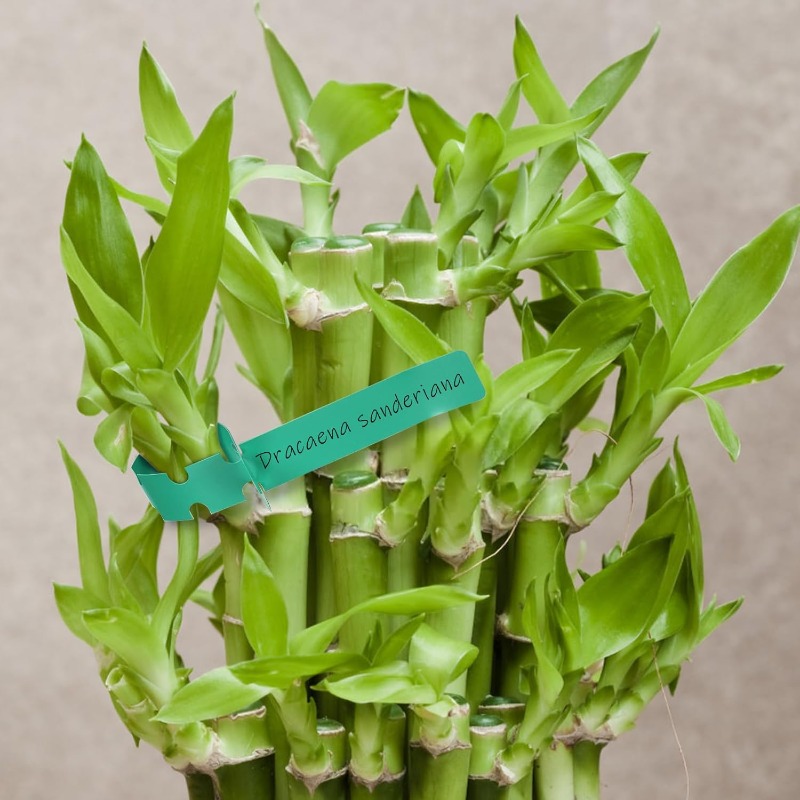 Plant Tag / Penanda Pokok / Ga - Plant Label Tags ulasan dan harga