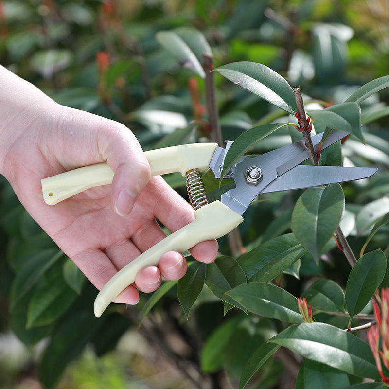 1PC Stainless Steel Pruning Sc - Gardening Tools To Cut Branches ulasan dan harga